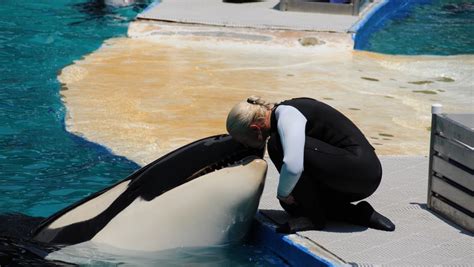 Miami Seaquarium Orca Lolita could be released to sanctuary
